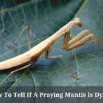 How To Tell If A Praying Mantis Is Dying