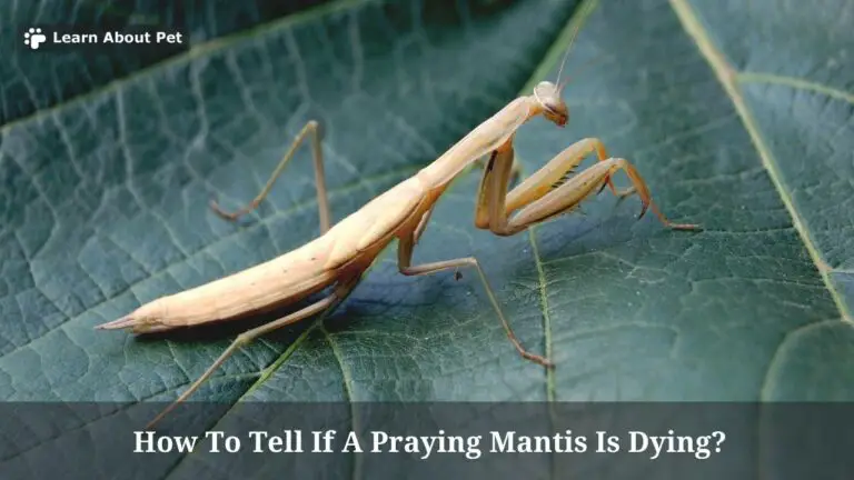 How To Tell If A Praying Mantis Is Dying? What Makes Praying Mantis ...