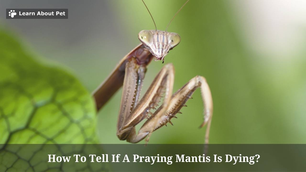 How To Tell If A Praying Mantis Is Dying? What Makes Praying Mantis ...