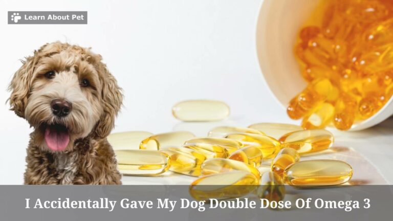 I Accidentally Gave My Dog Double Dose Of Omega 3 : 5 Clear Facts