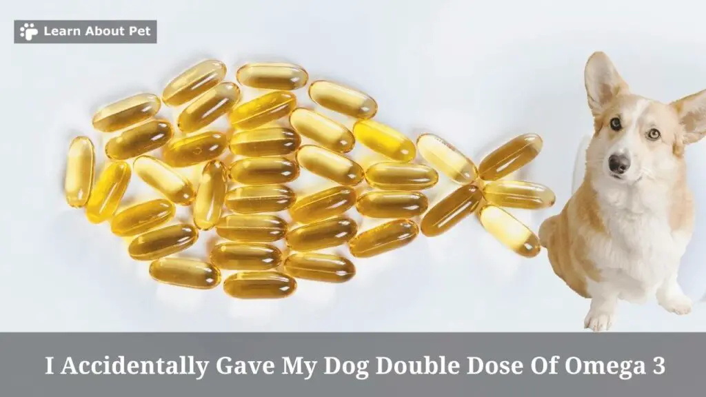 I Accidentally Gave My Dog Double Dose Of Omega 3 : 5 Clear Facts