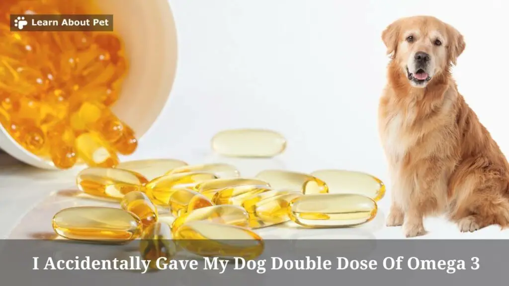 I Accidentally Gave My Dog Double Dose Of Omega 3 : 5 Clear Facts