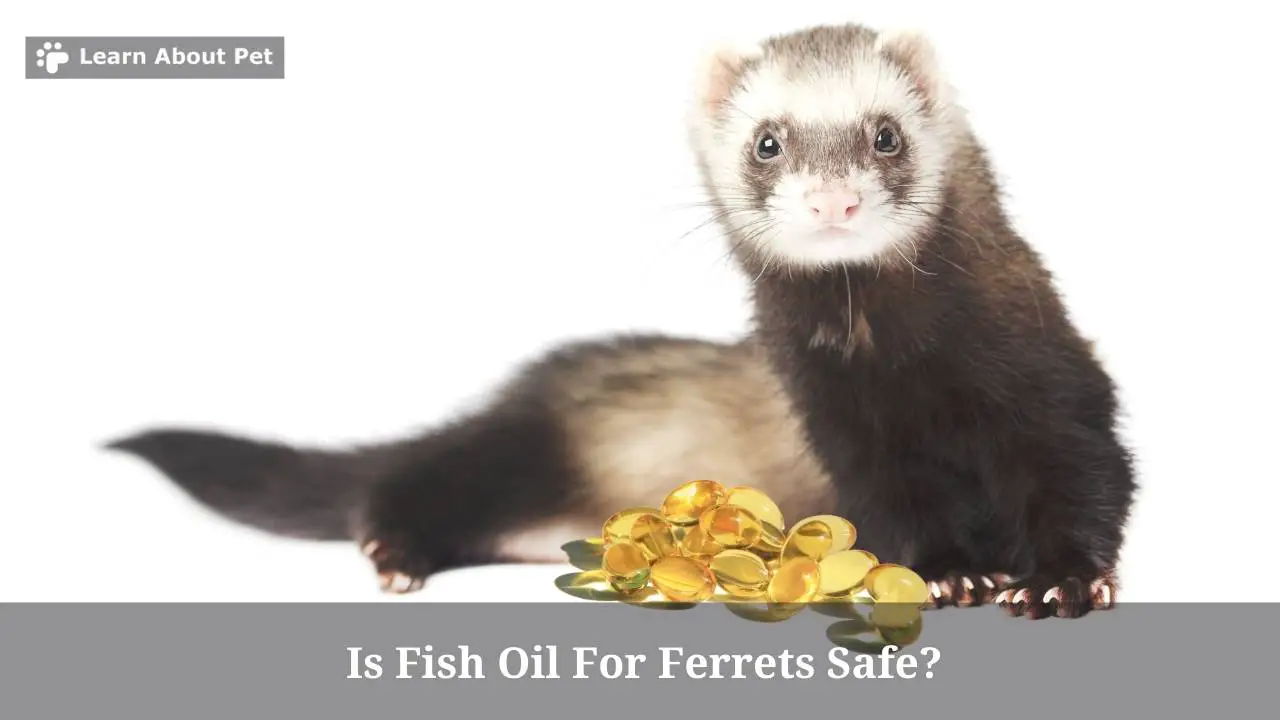 Is Fish Oil For Ferrets Safe? (7 Important Facts) 2023