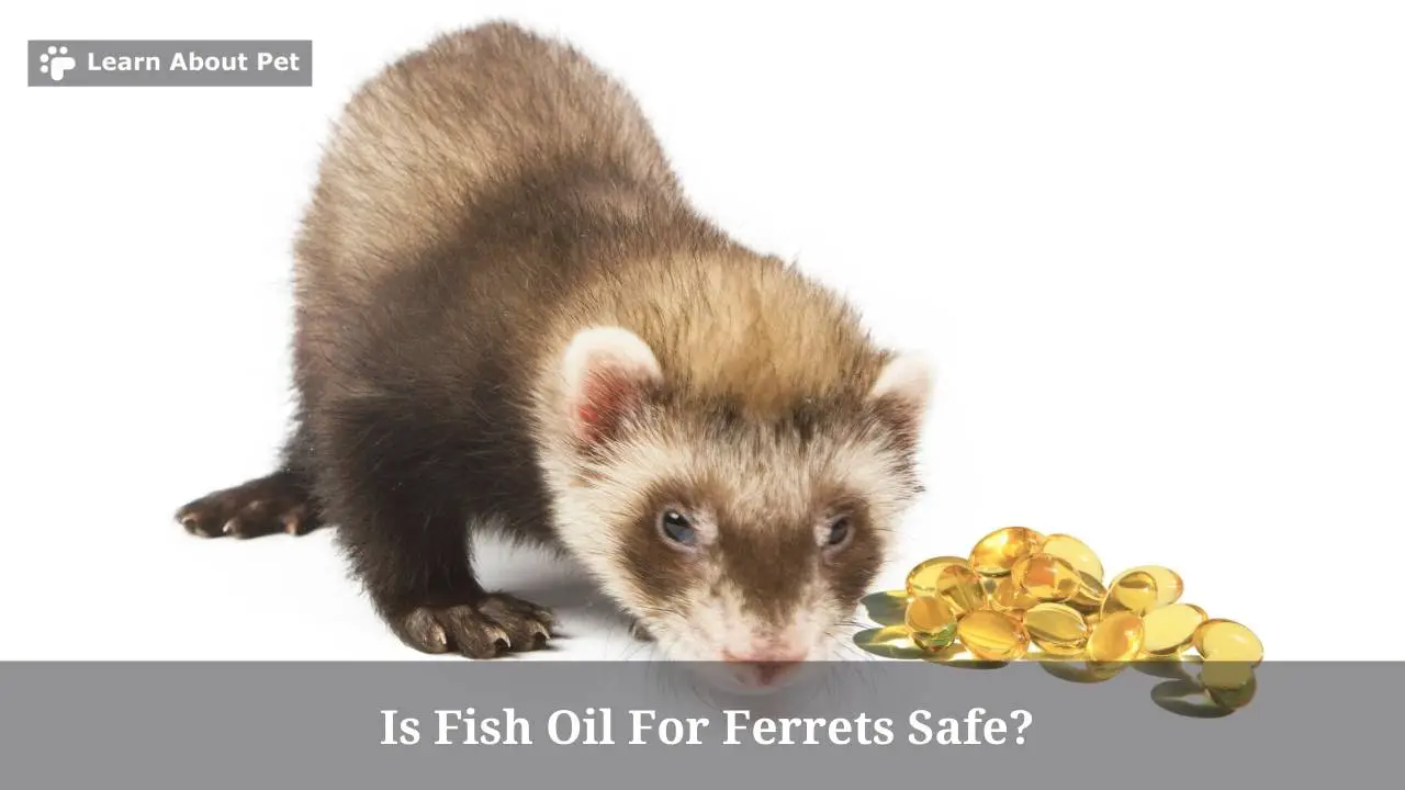 Is Fish Oil For Ferrets Safe? (7 Important Facts) 2023