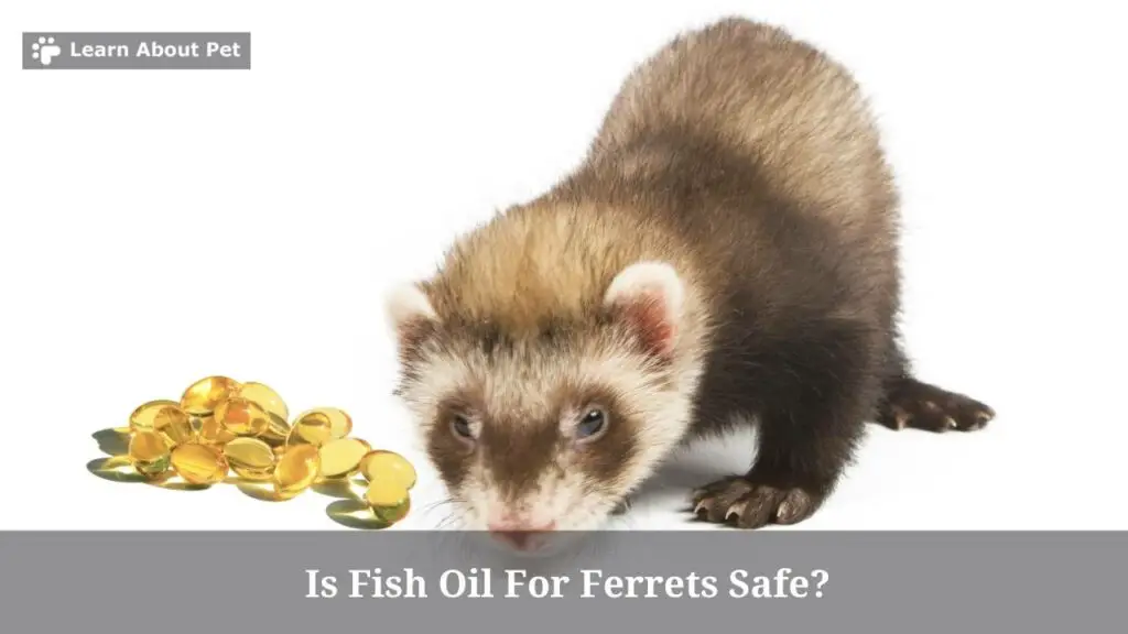 Is fish oil for ferrets safe