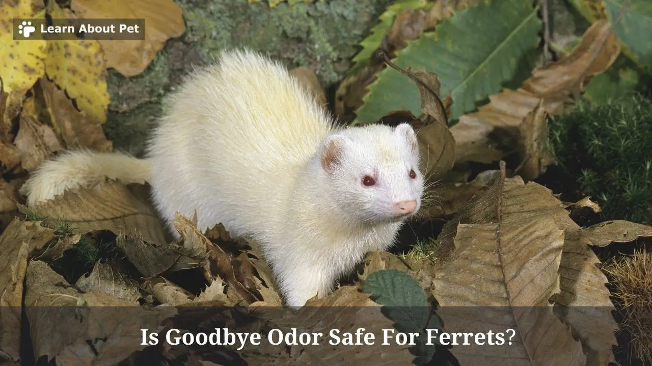 Is Goodbye Odor Safe For Ferrets? 2023