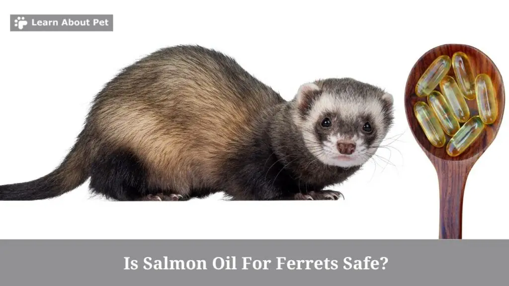 Salmon oil for ferrets