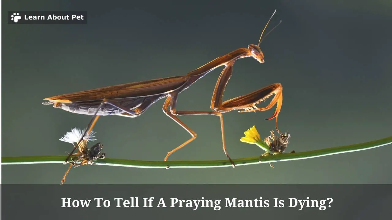 How To Tell If A Praying Mantis Is Dying? What Makes Praying Mantis