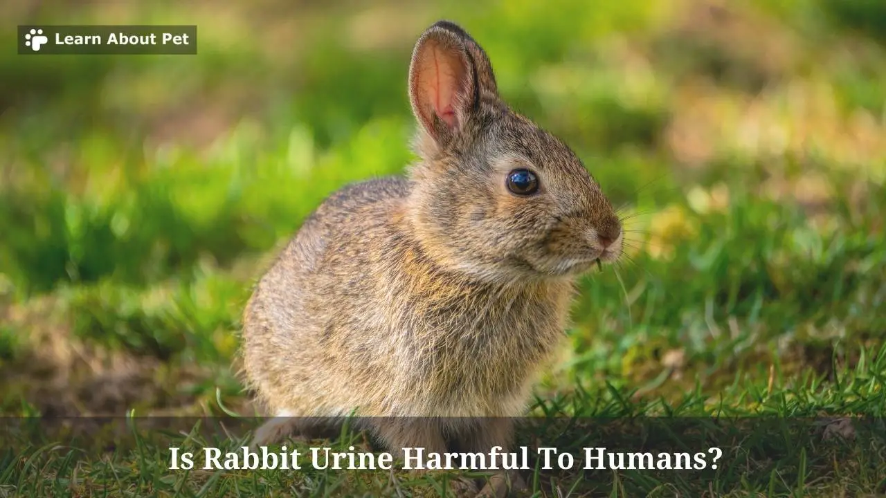 Is Rabbit Urine Harmful To Humans? 7 Clear Facts - 2024