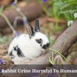 Is Rabbit Urine Harmful To Humans