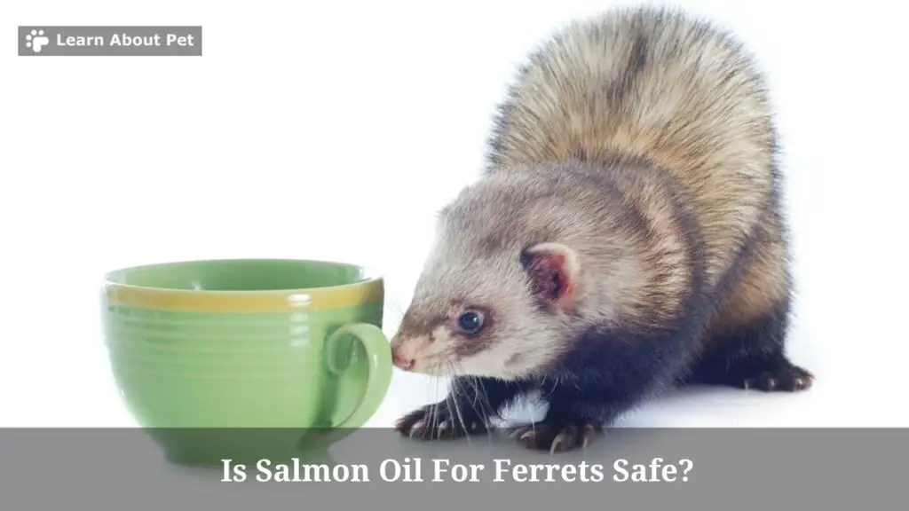 Salmon oil for ferrets