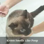 Kitten Smells Like Poop : Why Does My Kitten Smell Like Poop? 7 Clear Facts
