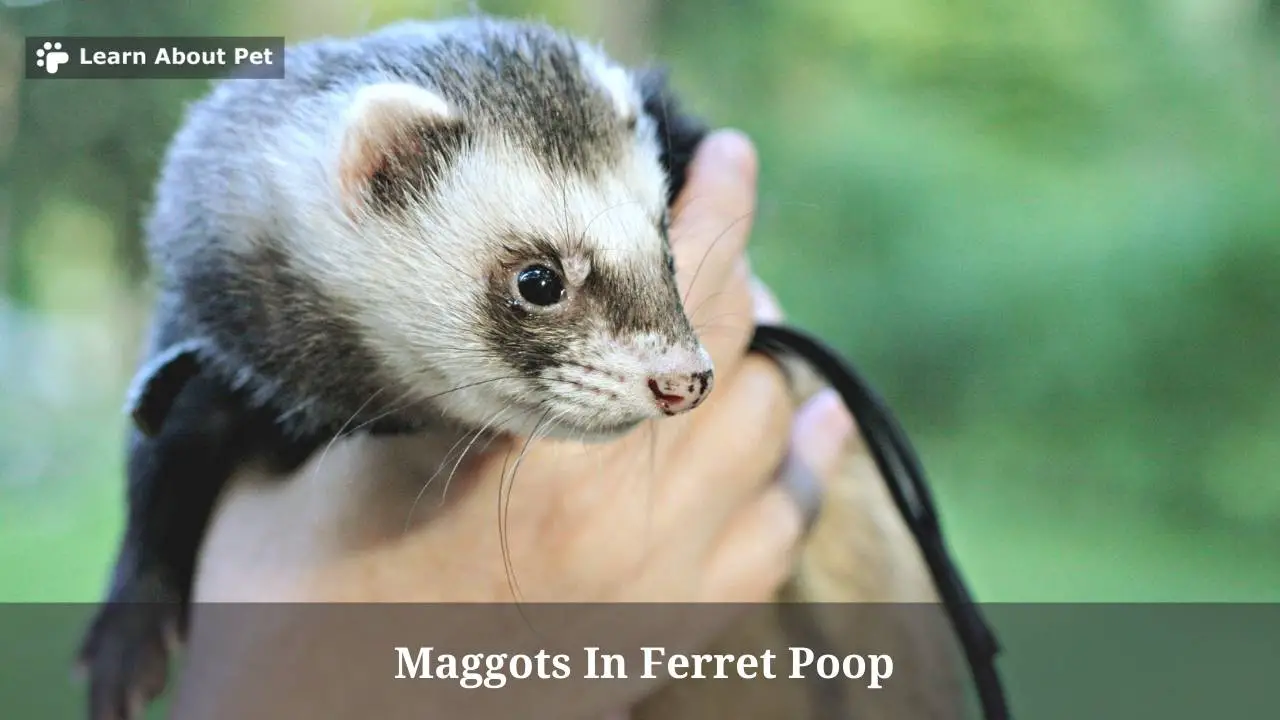 Maggots In Ferret Poop (7 Menacing Facts) 2024