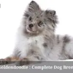 Merle Goldendoodle : (Complete Clear Dog Breed Guide)