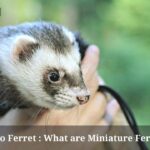 Micro Ferret : What Are Miniature Ferrets? 7 Cool Facts