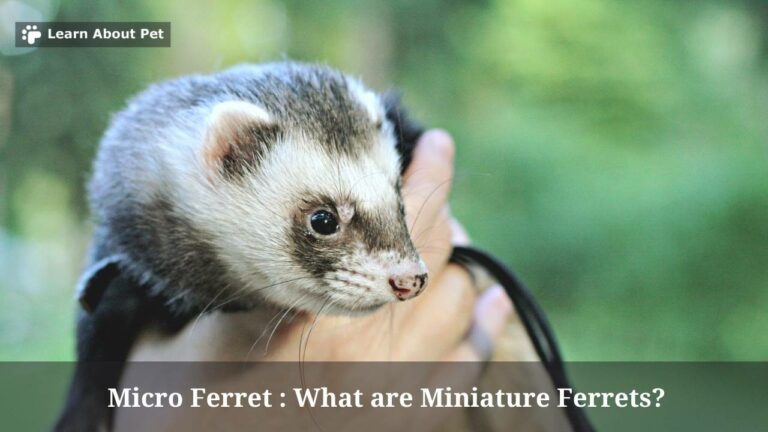 Micro Ferret : What Are Miniature Ferrets? 7 Cool Facts 2024