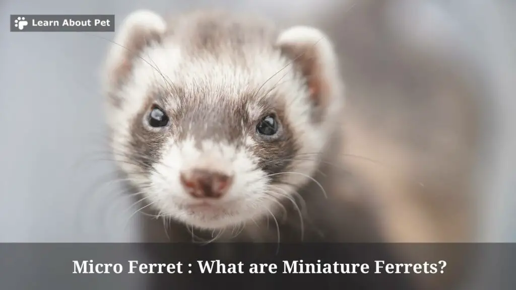 Micro Ferret : What Are Miniature Ferrets? 7 Cool Facts 2024