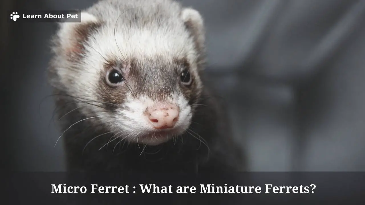 Micro Ferret : What Are Miniature Ferrets? 7 Cool Facts 2024