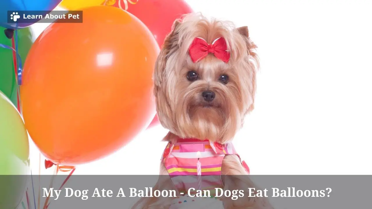 My Dog Ate A Balloon Can Dogs Eat Balloons? 5 Conclusive Health Issues