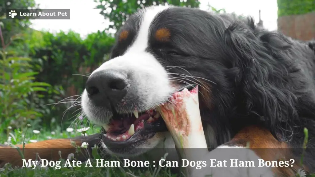 My Dog Ate A Ham Bone 5 Clear Health Issues From Dog Eating Ham Bones