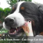 My Dog Ate A Ham Bone : 5 Clear Health Issues From Dog Eating Ham Bones