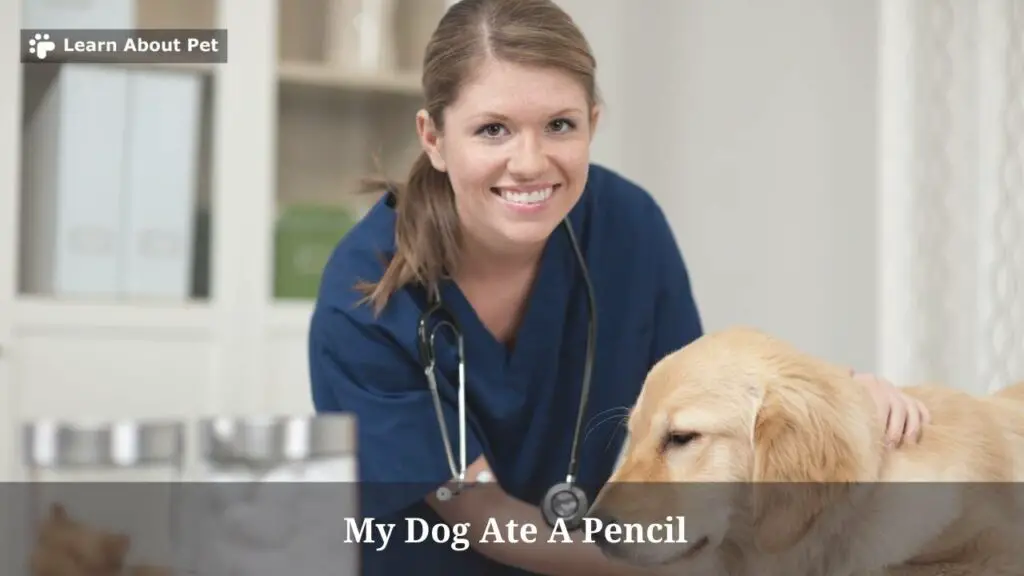 My dog ate a pencil