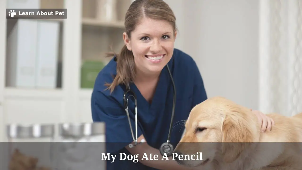 My Dog Ate A Pencil 6 Brutal Symptoms To Look Out For