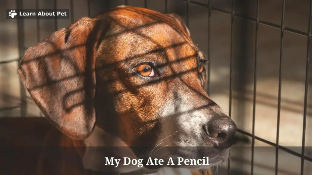 My Dog Ate A Pencil : 6 Brutal Symptoms To Look Out For