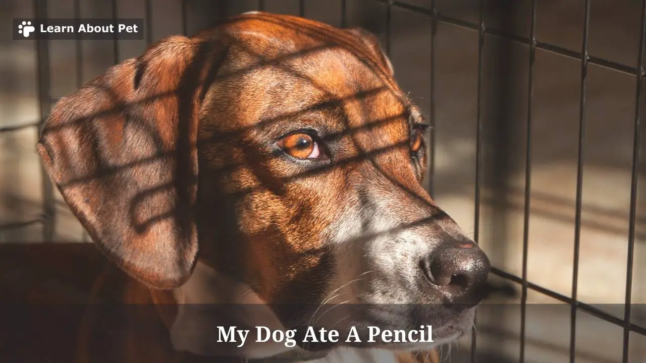My Dog Ate A Pencil 6 Brutal Symptoms To Look Out For