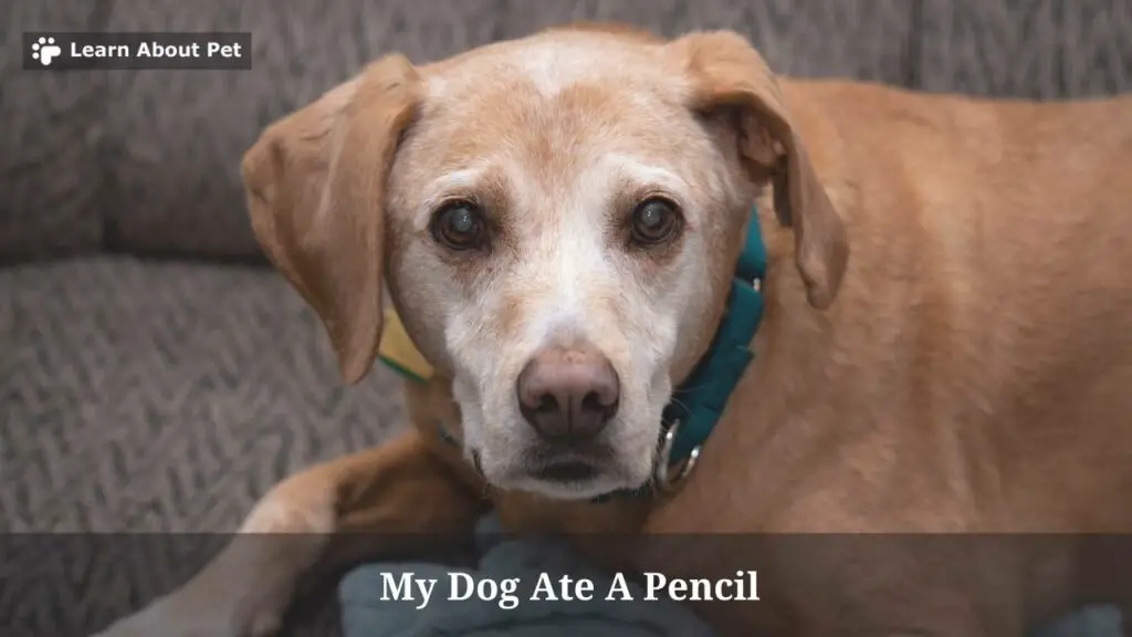 My dog ate a pencil
