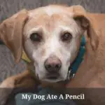 My Dog Ate A Pencil : 6 Brutal Symptoms To Look Out For