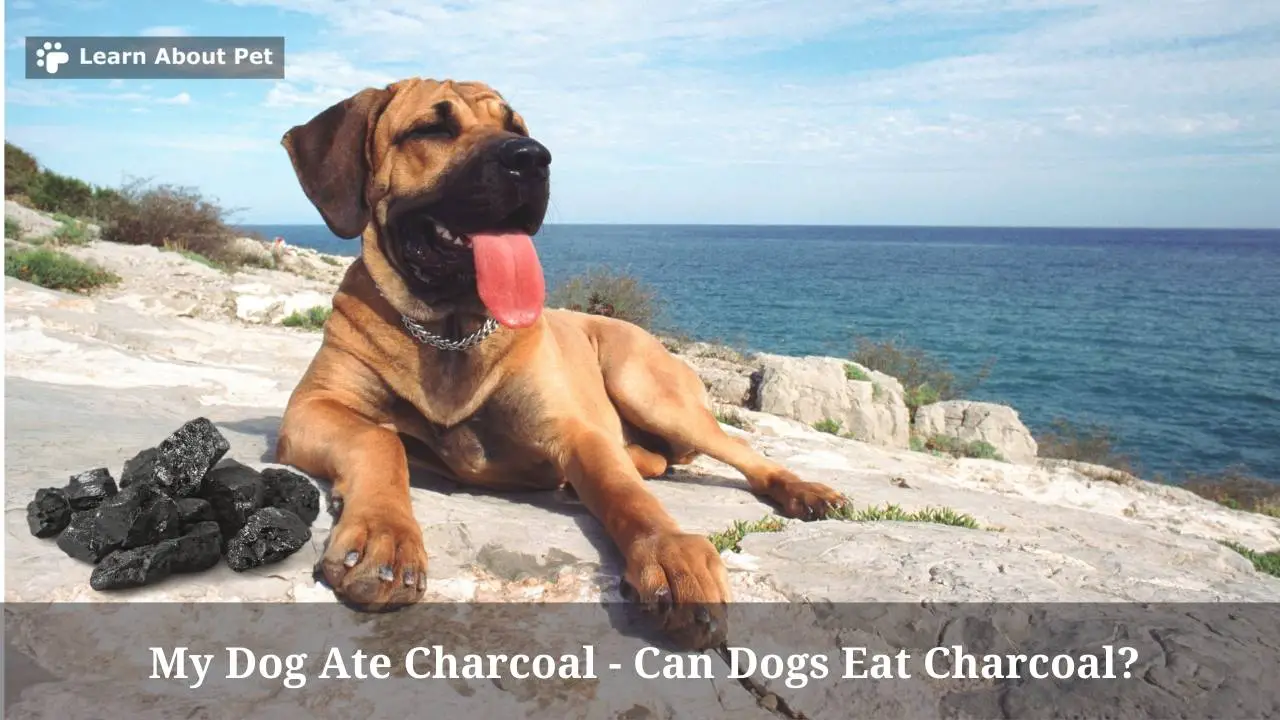My Dog Ate Charcoal Can Dogs Eat Charcoal? 6 Conclusive Health Issues