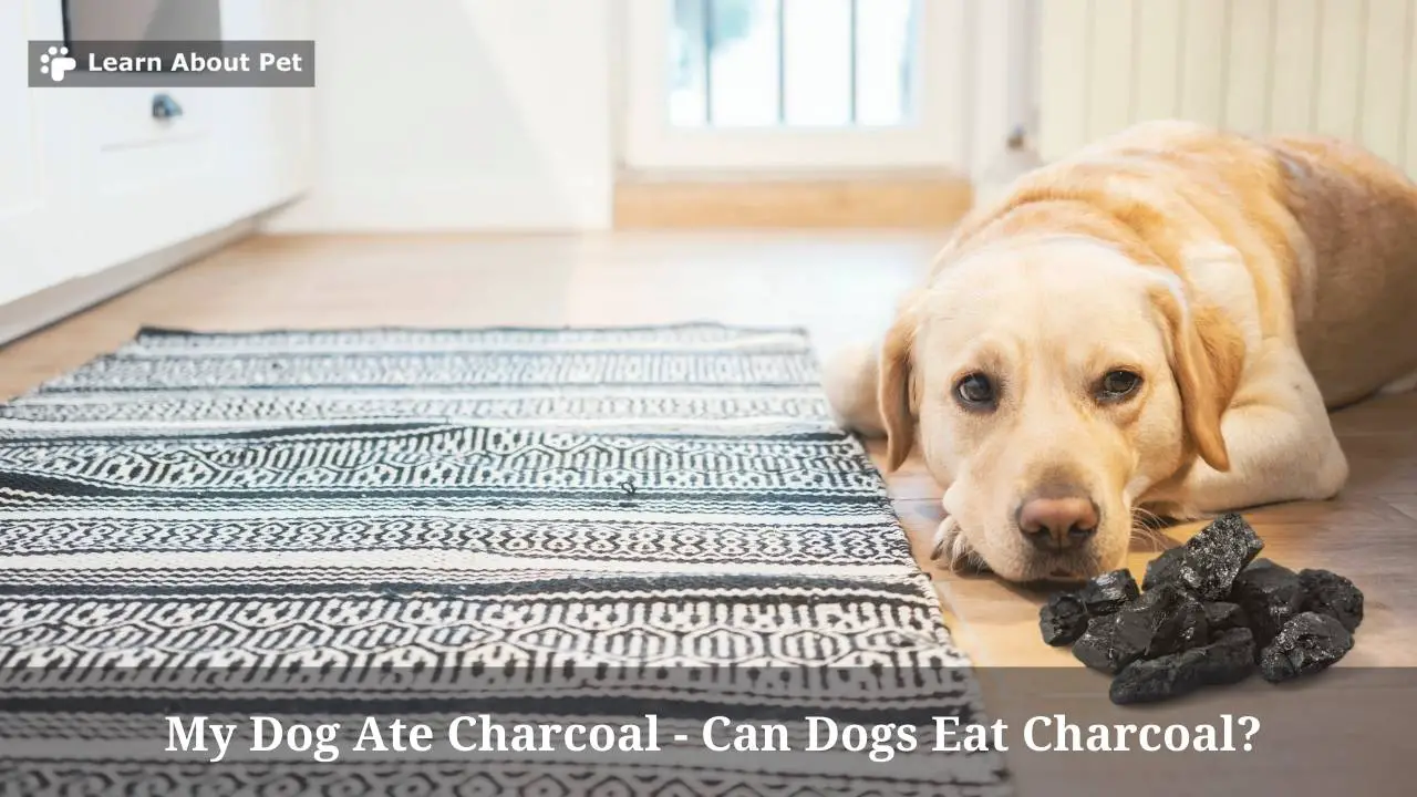 My Dog Ate Charcoal Can Dogs Eat Charcoal? 6 Conclusive Health Issues