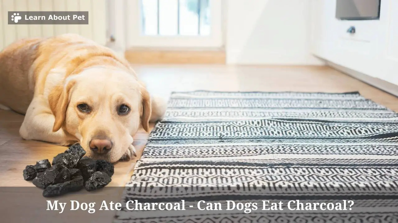 My Dog Ate Charcoal Can Dogs Eat Charcoal? 6 Conclusive Health Issues