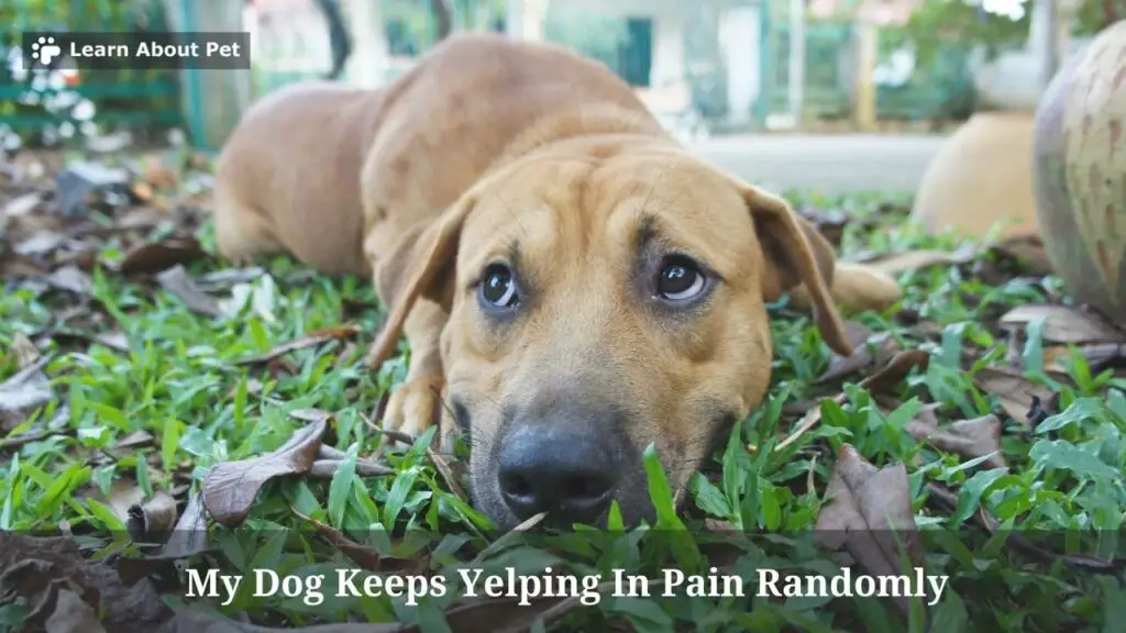 My Dog Keeps Yelping In Pain Randomly : (7 Menacing Facts)