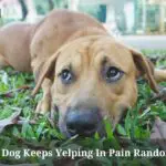 My Dog Keeps Yelping In Pain Randomly : (7 Menacing Facts)