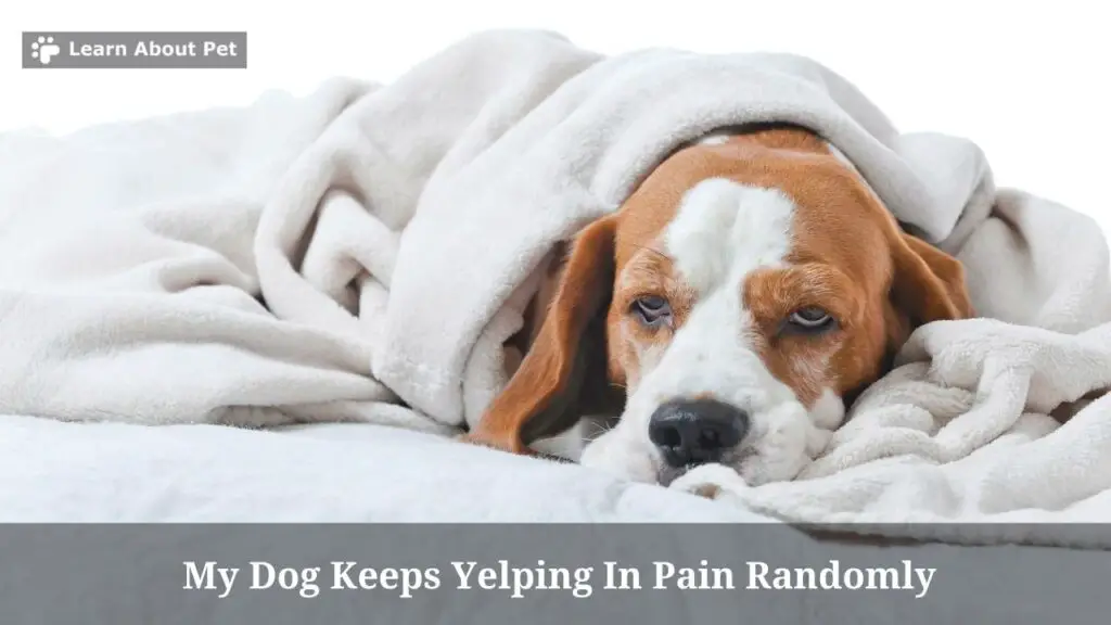 my-dog-keeps-yelping-in-pain-randomly-7-menacing-facts