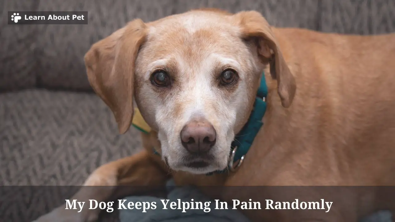 My Dog Keeps Yelping In Pain Randomly : (7 Menacing Facts)