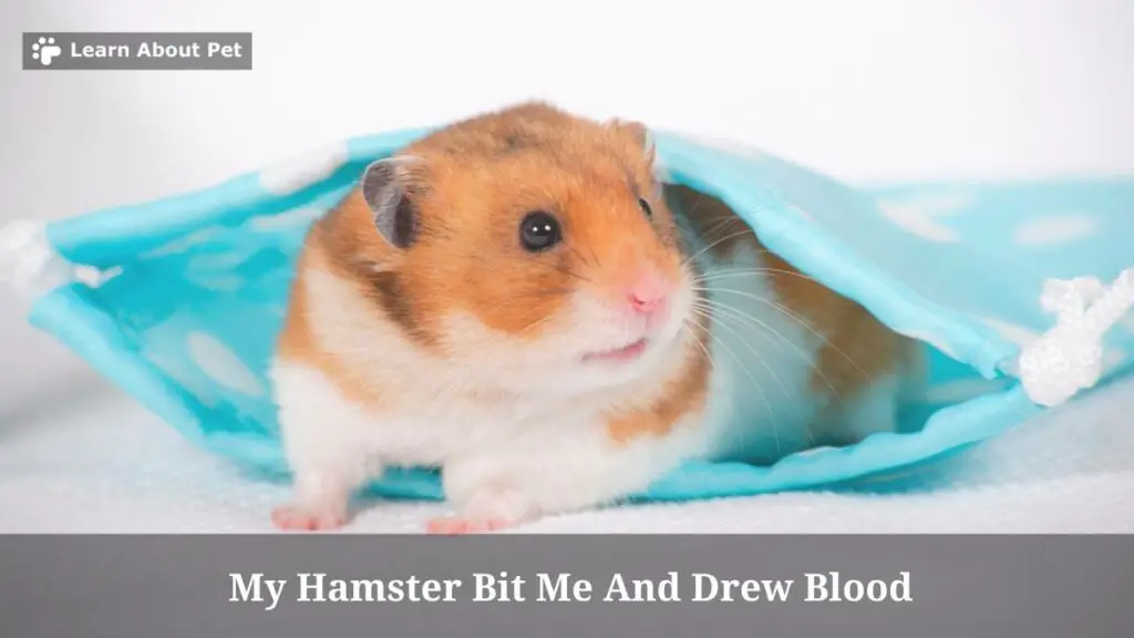 My hamster bit me and drew blood