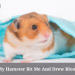 My Hamster Bit Me And Drew Blood