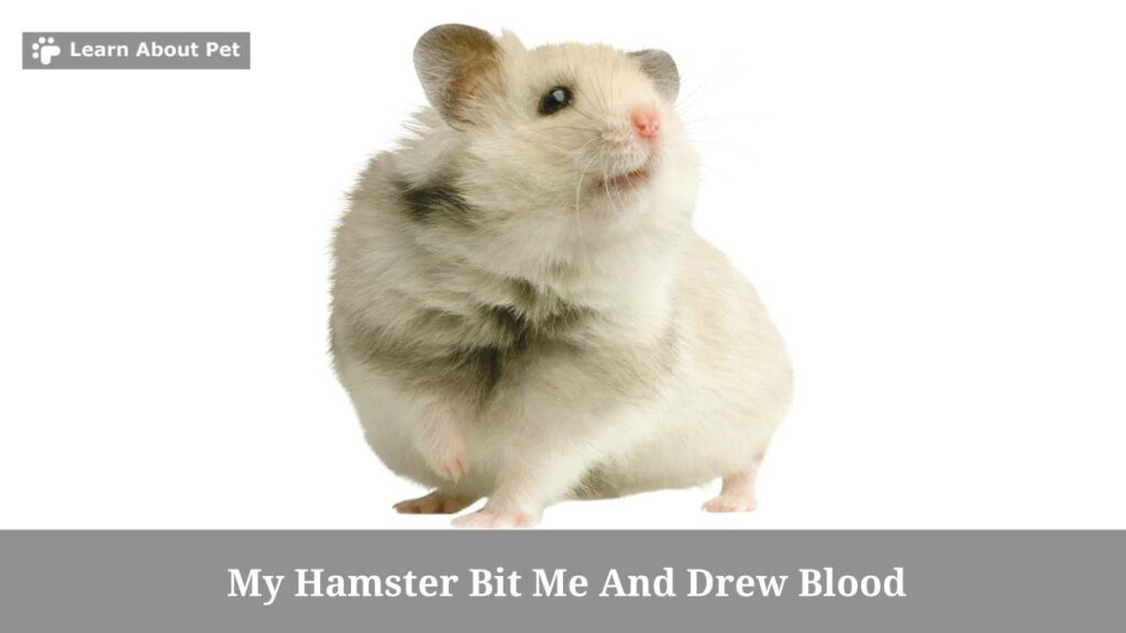 My hamster bit me and drew blood