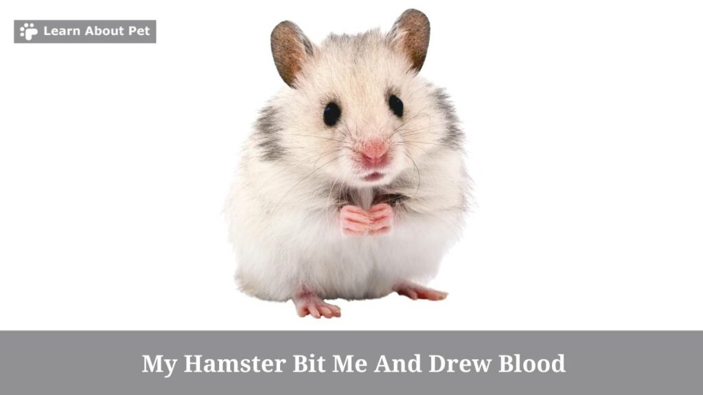 My hamster bit me and drew blood