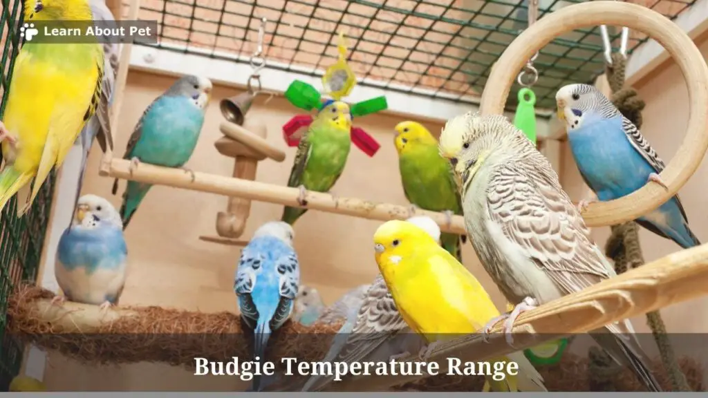 Budgie temperature range