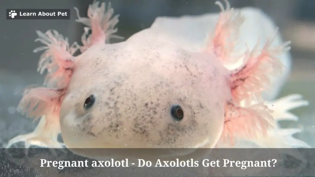 Pregnant axolotl