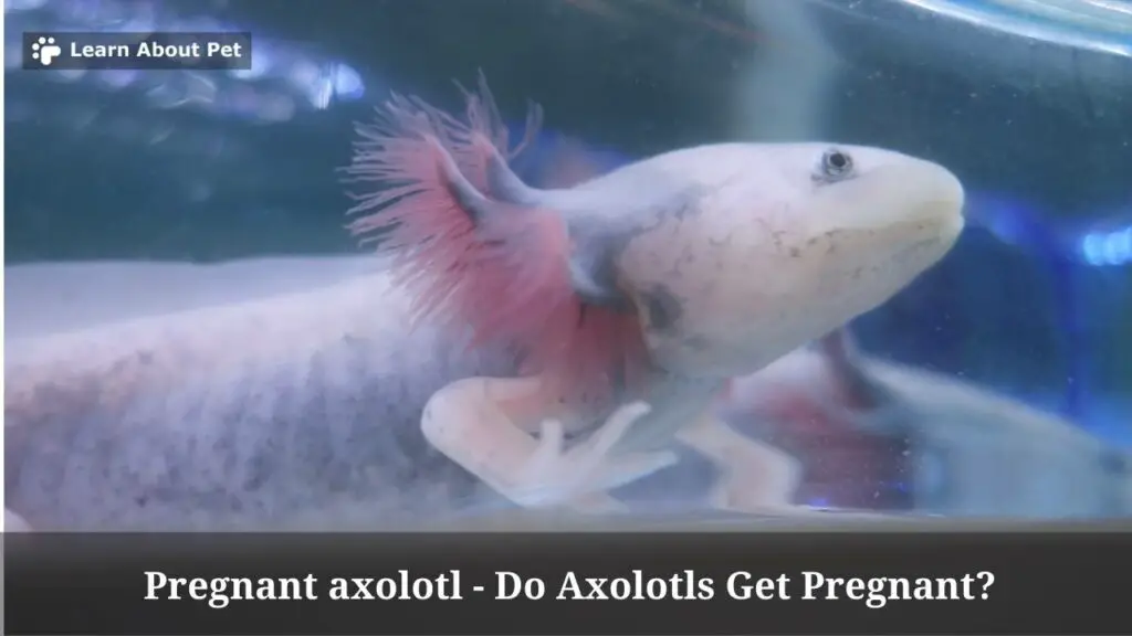 Pregnant axolotl