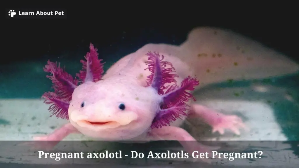 Pregnant axolotl