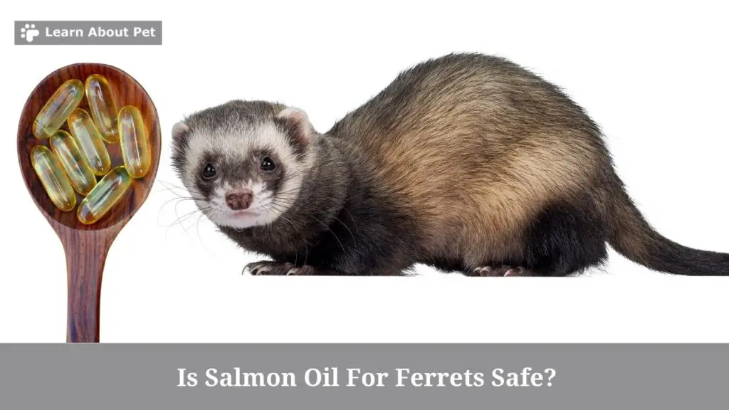 Salmon oil for ferrets