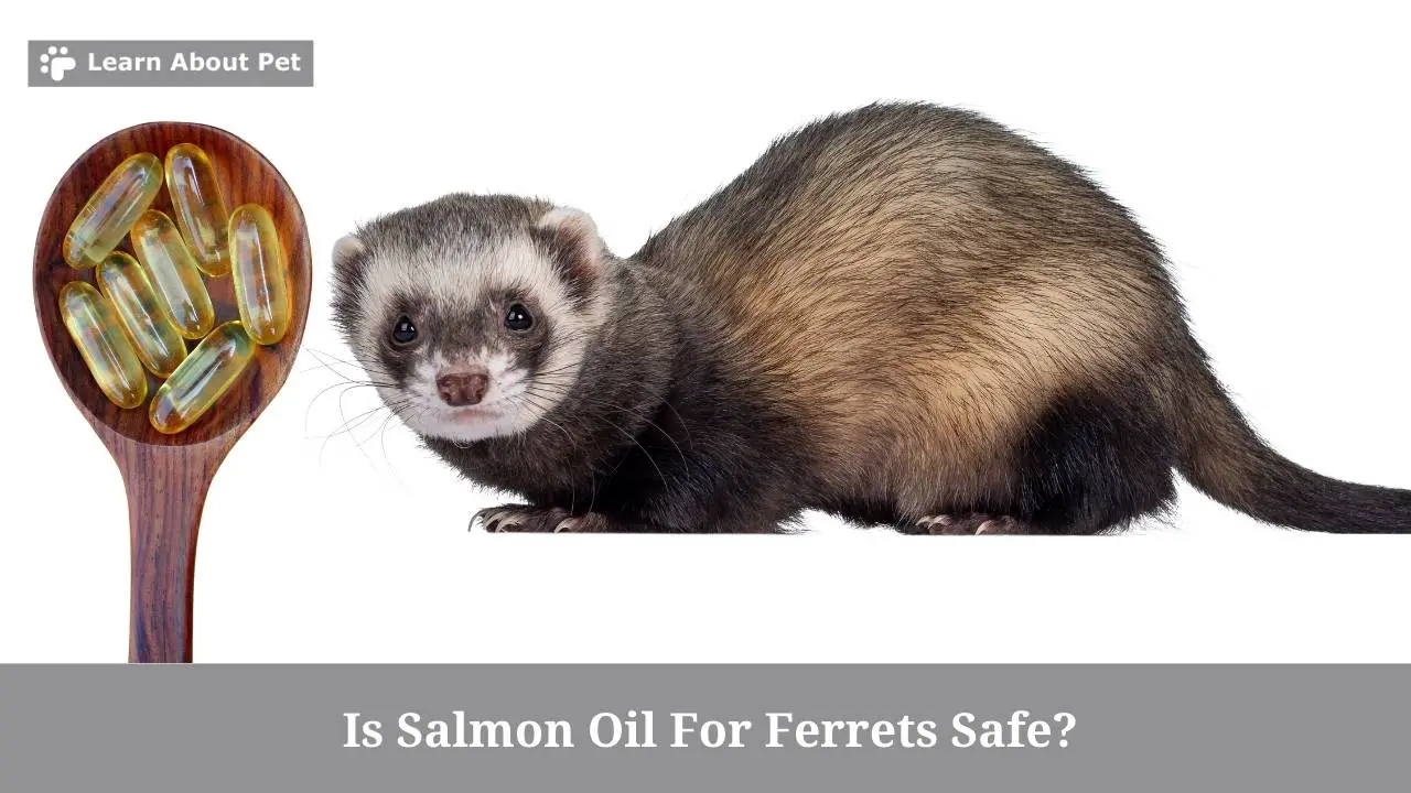 Is Salmon Oil For Ferrets Safe? (7 Important Facts) 2023