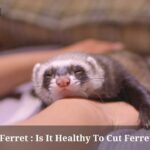 Shaved Ferret : Is It Healthy To Cut Ferret's Hair (5 Clear Tips)