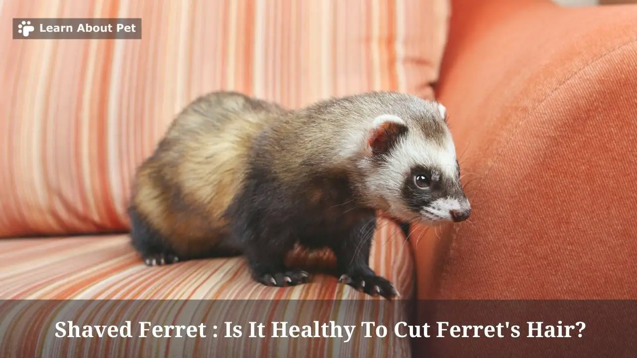 Shaved Ferret Is It Healthy To Cut Ferret's Hair (5 Clear Tips)